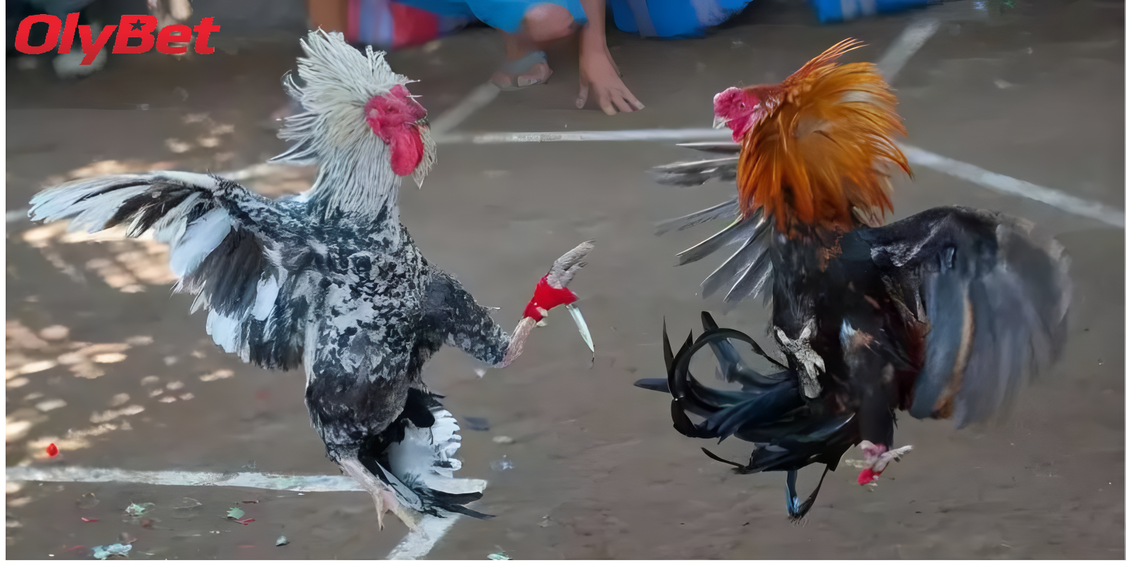 Những Lưu Ý Khi Chơi Đá Gà Cựa Dao Olybet