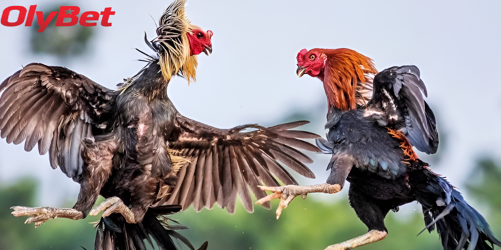 Khuyến Mãi Hấp Dẫn Từ Đá Gà Olybet