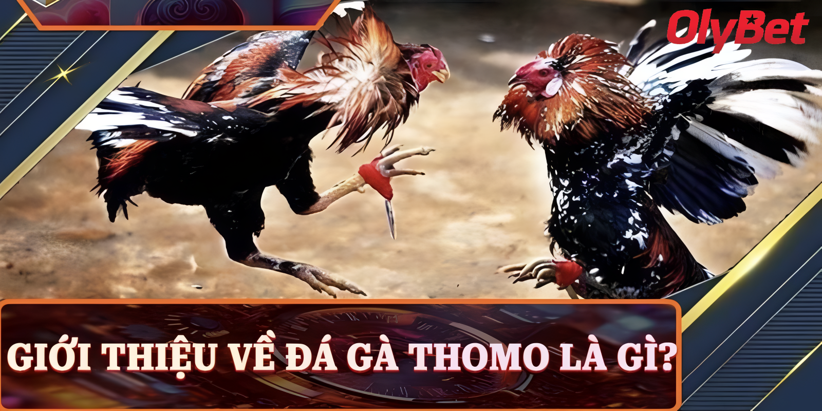 Điểm Khác Biệt Của Đá Gà Thomo Olybet So Với Các Hình Thức Khác