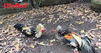 Đá Gà Tre Online Olybet