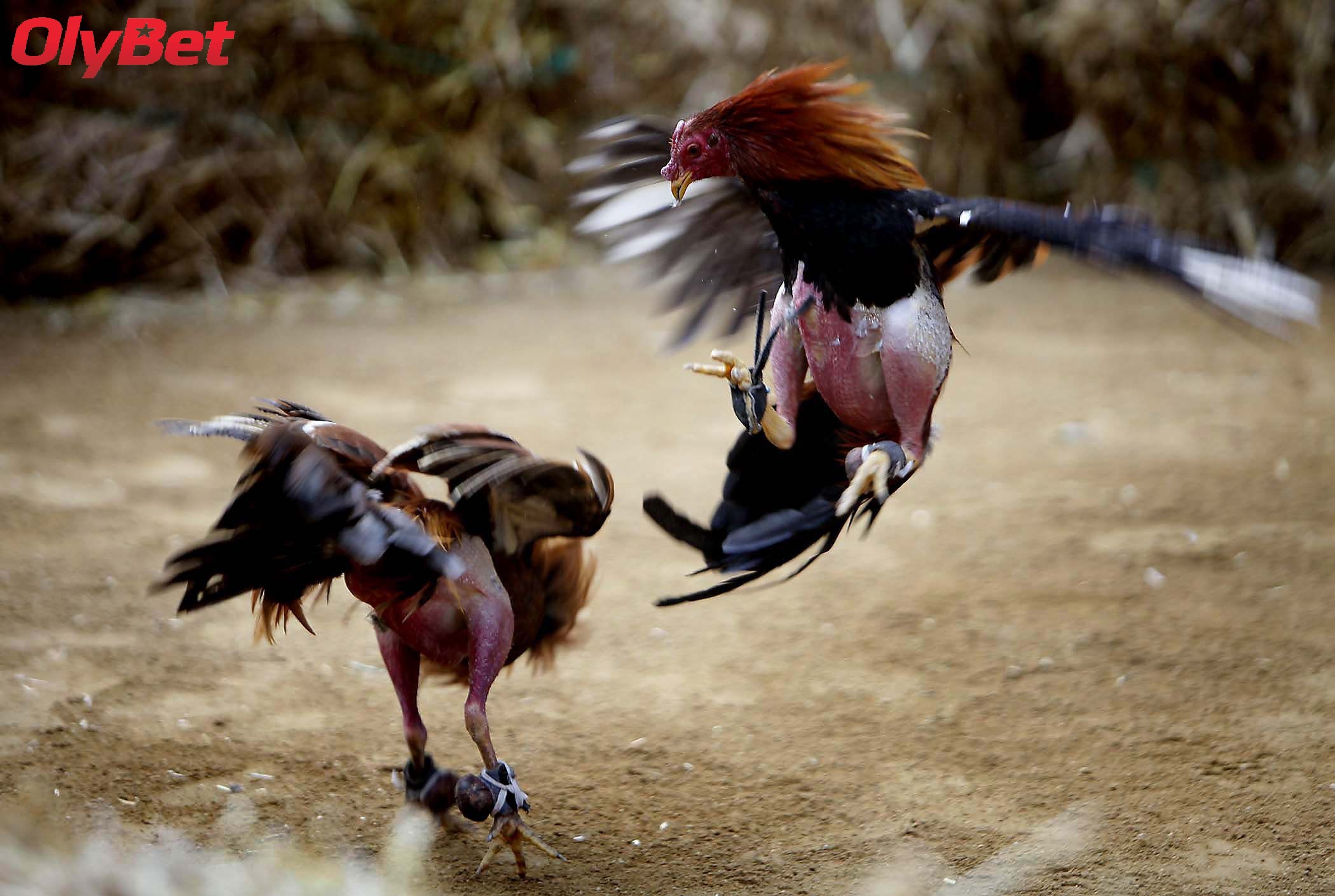 Các Hình Thức Cá Cược Đá Gà Tre Phổ Biến Tại Olybet