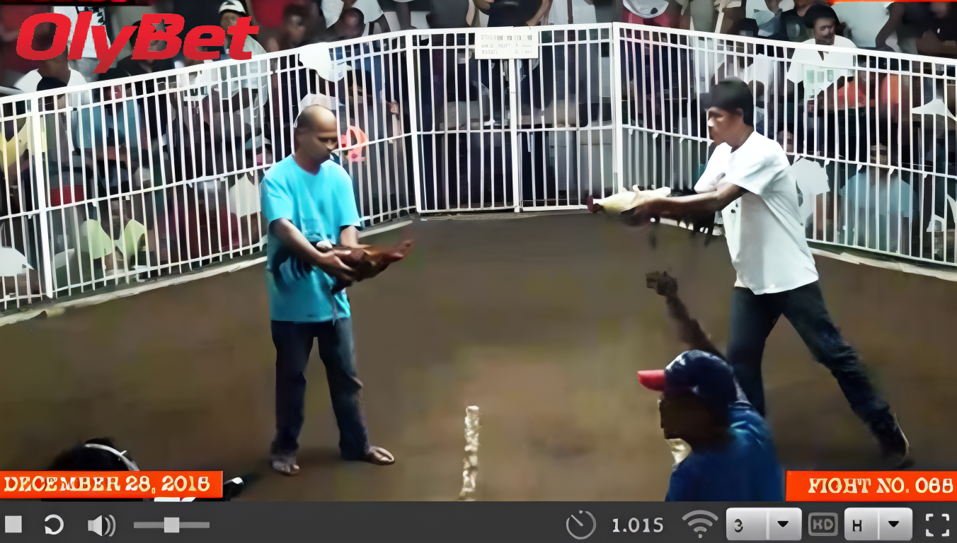 Lý Do Nên Chọn Đá Gà Trực Tiếp Olybet