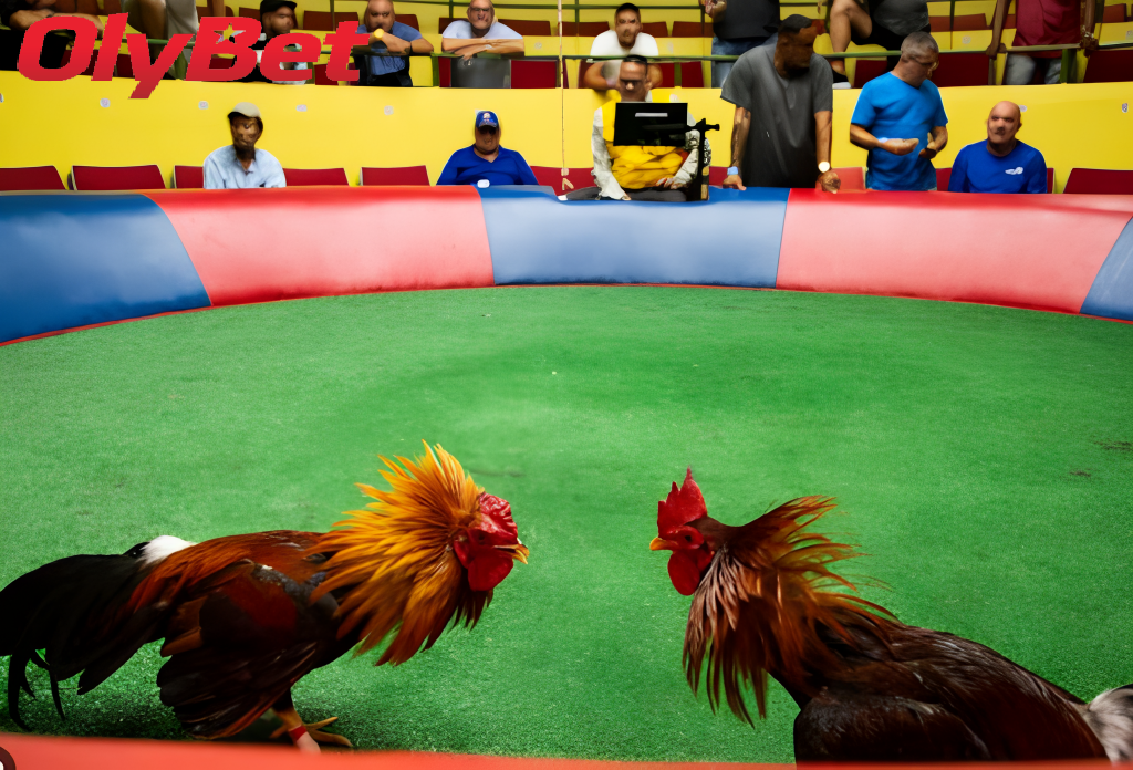 Các Hình Thức Đá Gà Trực Tiếp Olybet