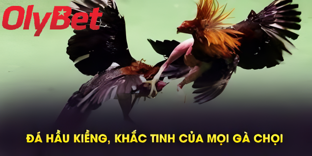 Cách Lựa Chọn Gà Đá Hầu Kiềng Olybet Chuẩn